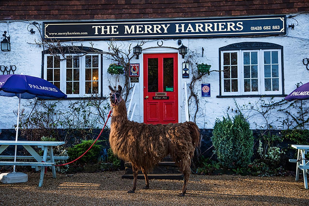 The Merry Harriers Bed & Breakfast Godalming Luaran gambar